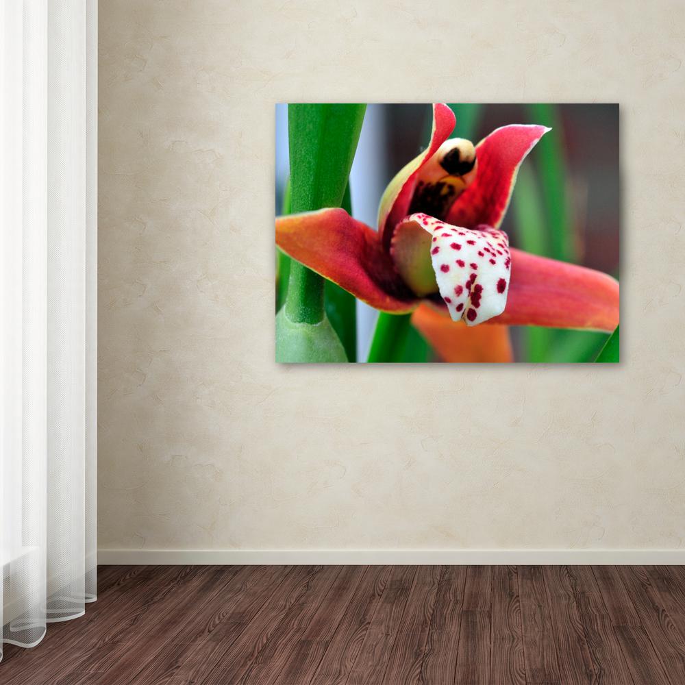 Trademark Fine Art 18 In X 24 Little Red Orchid By Kurt Little Red Orchid By Kurt Shaffer Printed Canvas Wall Art