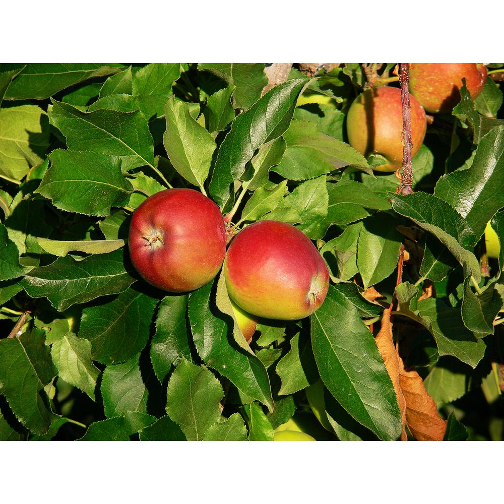 Online Orchards Dwarf Braeburn Apple Tree Bare RootFTAP006 The Home