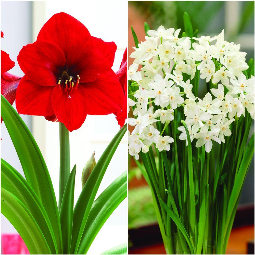 bloomsz-flower-bulbs-05943-64_400_compressed.jpg