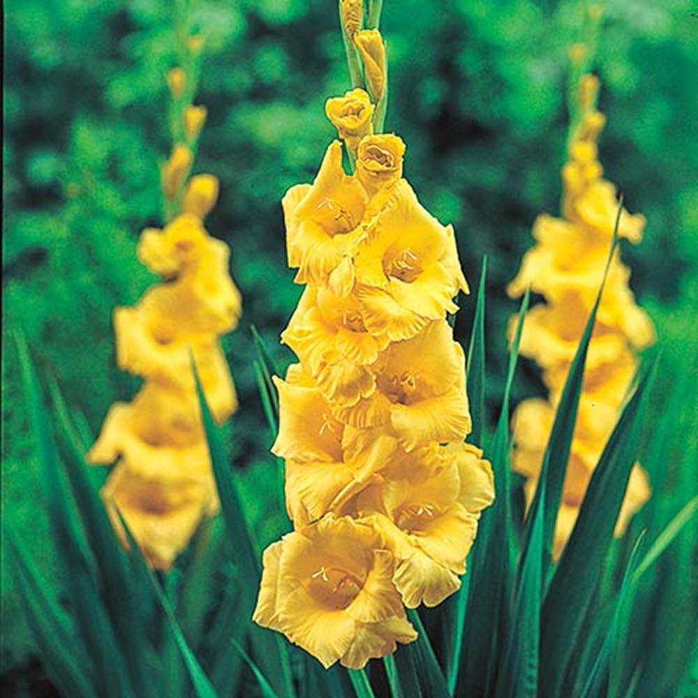 Van Zyverden Cannas Phaison Bulbs Set of 6830511  The Home Depot