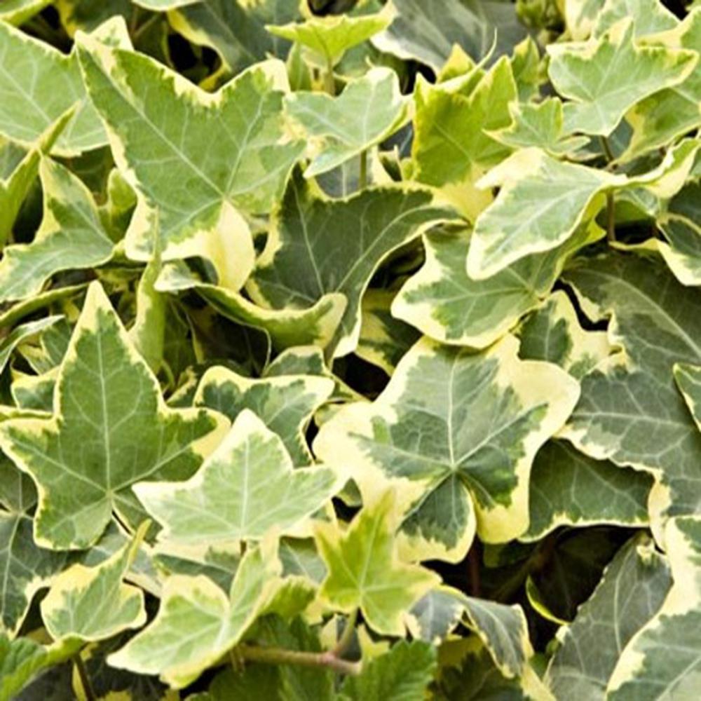 Garden State Growers Ivy Half Flat Ivy Groundcover-HDQC-002 - The Home ...