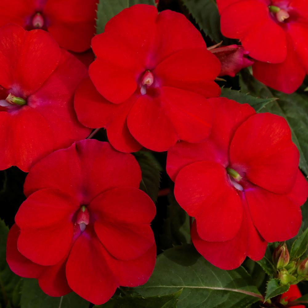 Cottage Farms Direct 0 25 Qt Sunpatiens Color Collection Multi