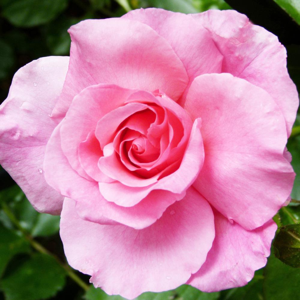 Mea Nursery Patented Fragrant PINK PROMISE Hybrid Tea Rose with Pink Flowers was $28.98 now $12.49 (57.0% off)