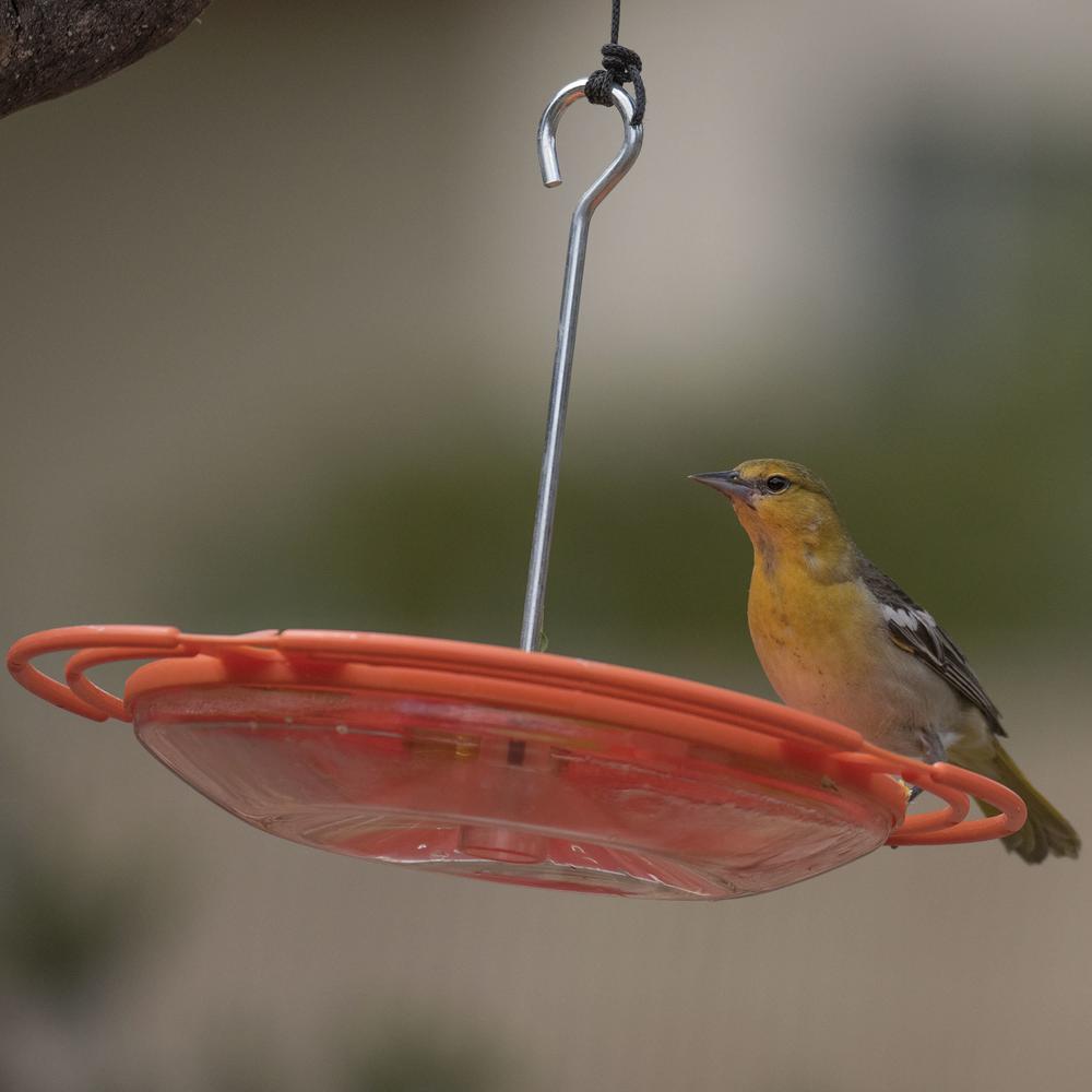 Plastic Dish Oriole Nectar Feeder 16 Oz Capacity 467 4 The