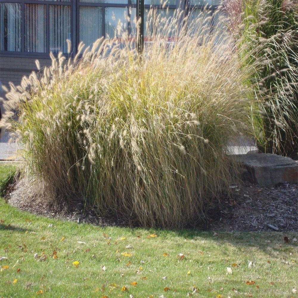 OnlinePlantCenter 1 gal. Fountain Grass PlantP980CL The Home Depot