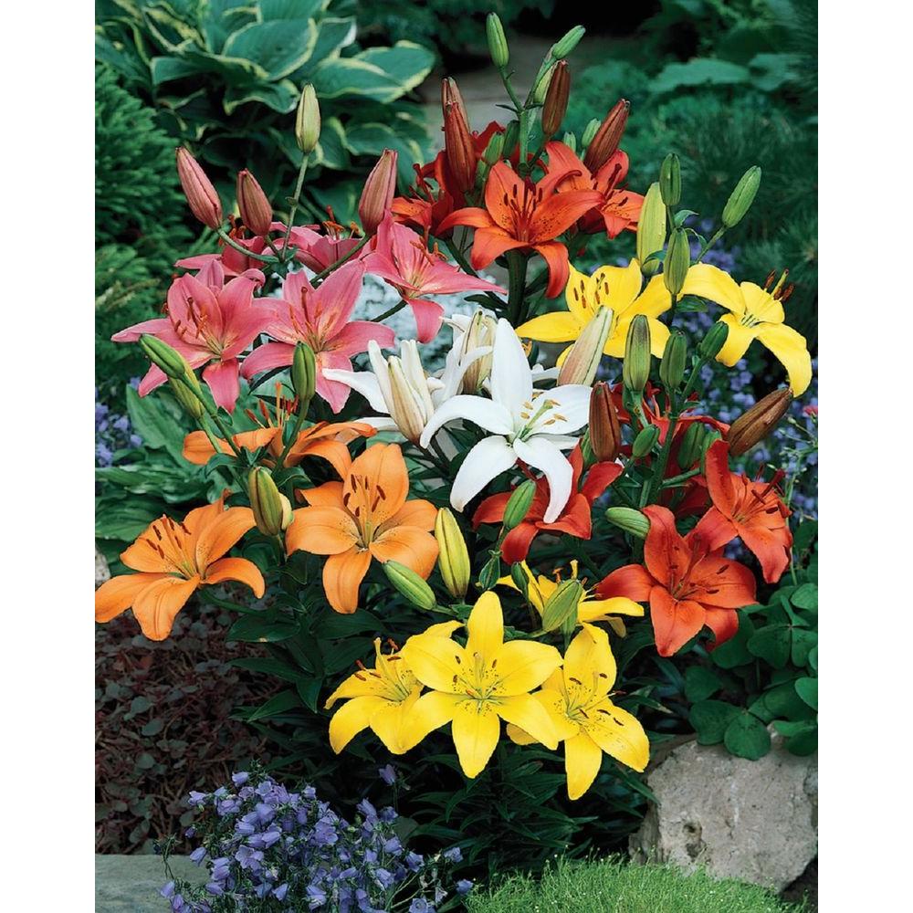 Asiatic Lilies1GASIALILY The Home Depot