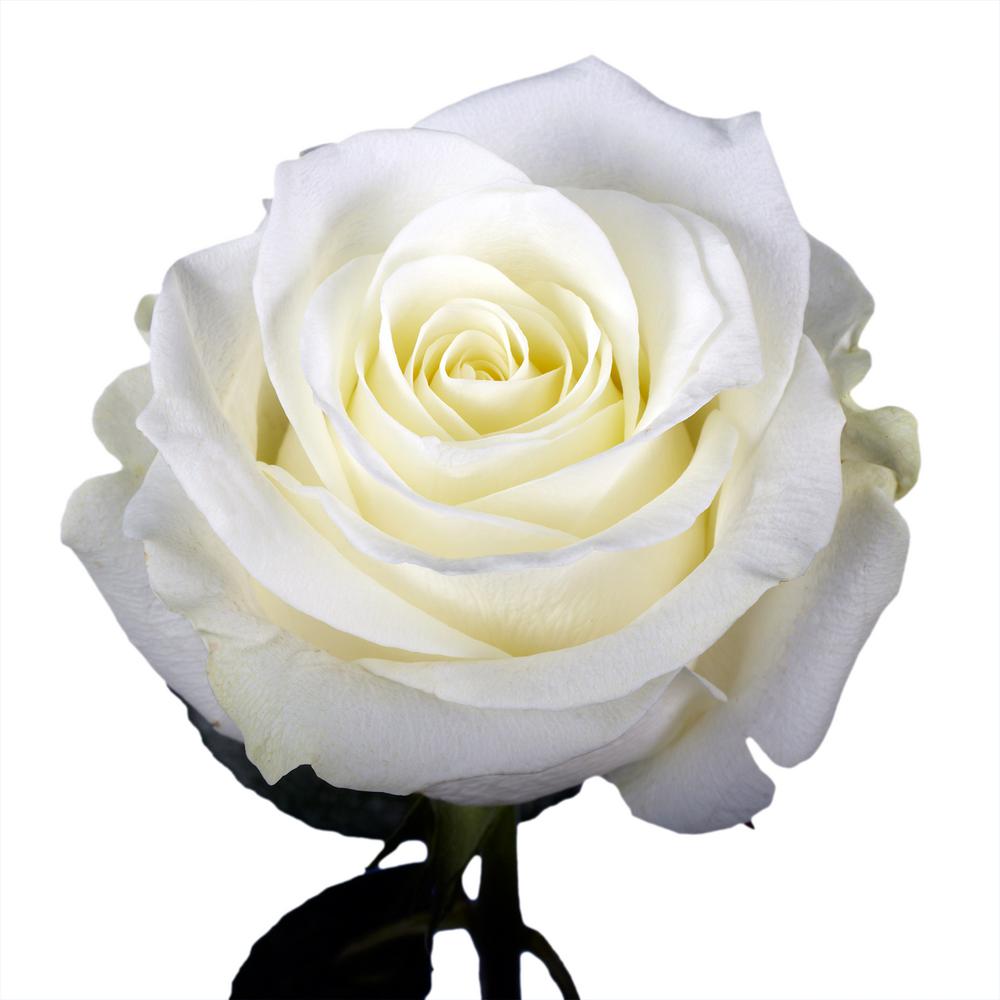 Globalrose 50 White Roses- Fresh Flower Delivery-50-birthday-white