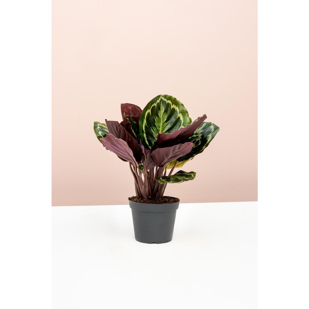 Calathea Roseopicta Medallion - Peacock Plant in 6 in. Grower Pot
