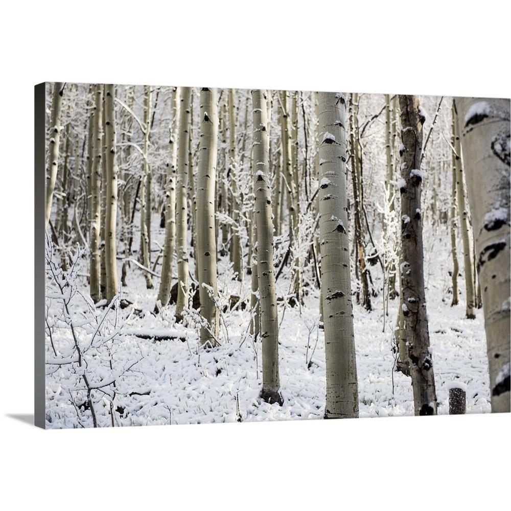 Greatbigcanvas Snowy Birch Trees In A Forest Aspen Colorado By Circle Capture Canvas Wall Art 2509391 24 30x20 The Home Depot