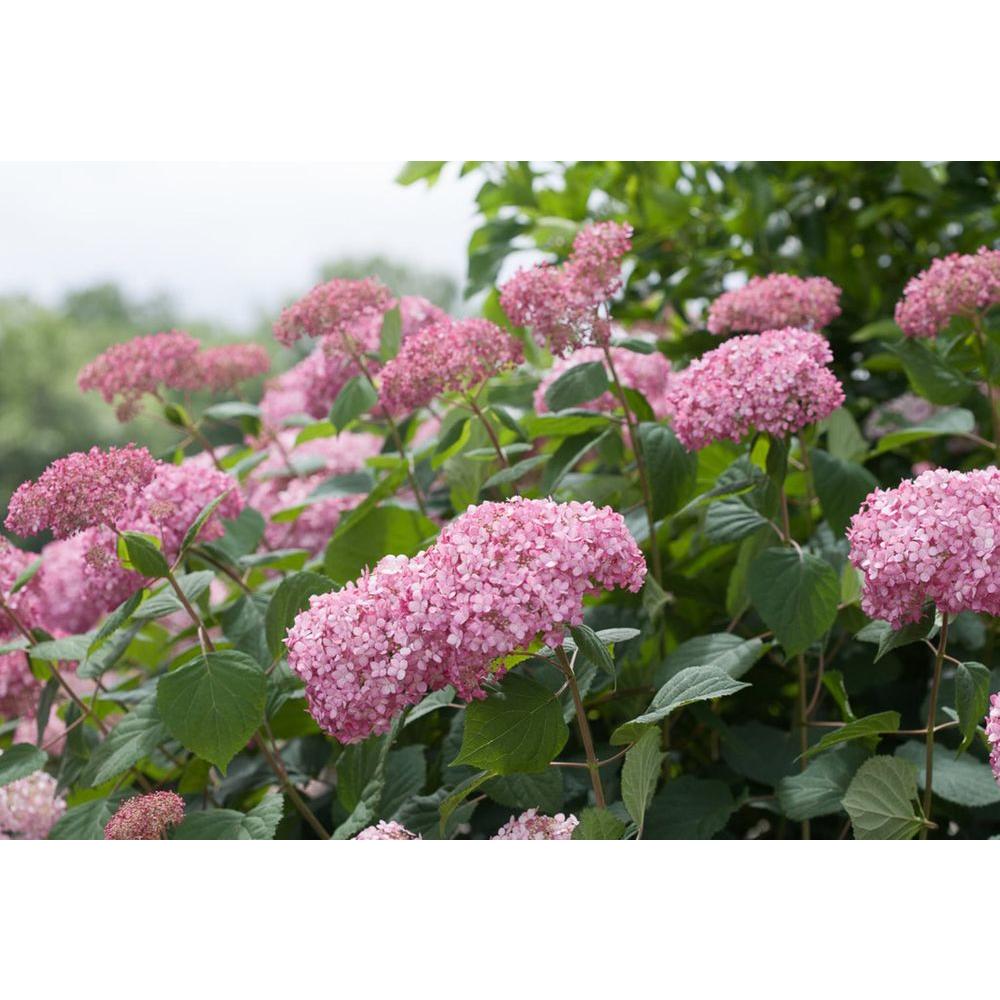 Proven Winners 1 Gal. Invincibelle Spirit II Smooth Hydrangea, Live ...