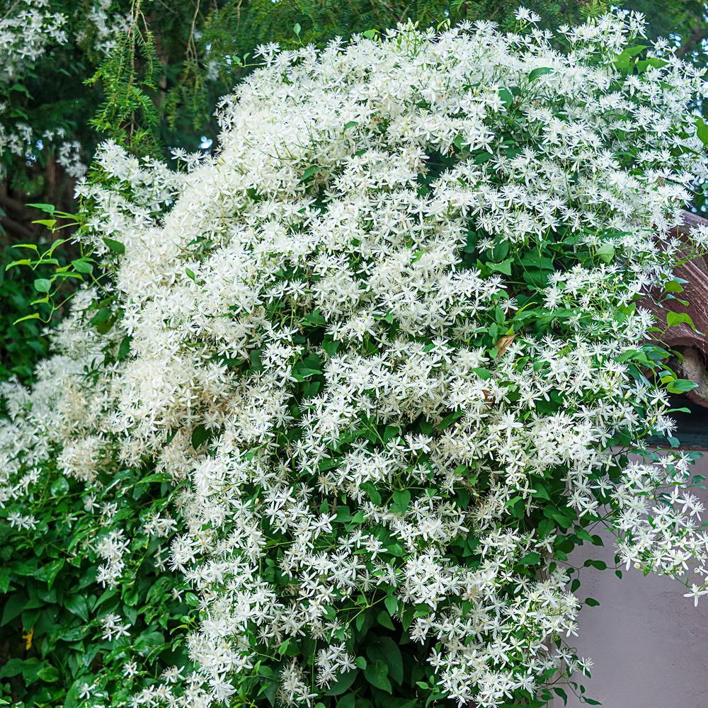 Spring Hill Nurseries Flowering Vine The Home Depot 2 In