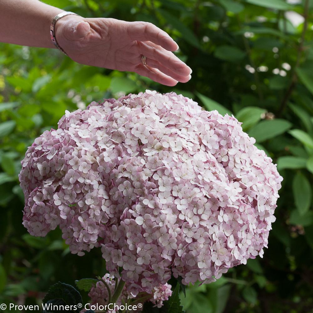 Proven Winners 3 Gal. Incrediball Blush Smooth Hydrangea, Live Shrub