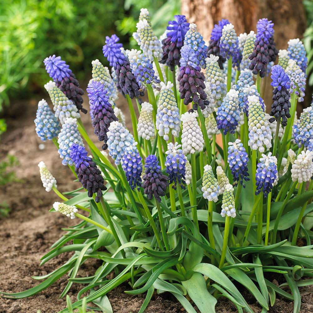Van Zyverden Grape Hyacinth Delft Blue Blend Set Of 50 21532 The Van Zyverden Grape Hyacinth Delft Blue Blend Set Of 50