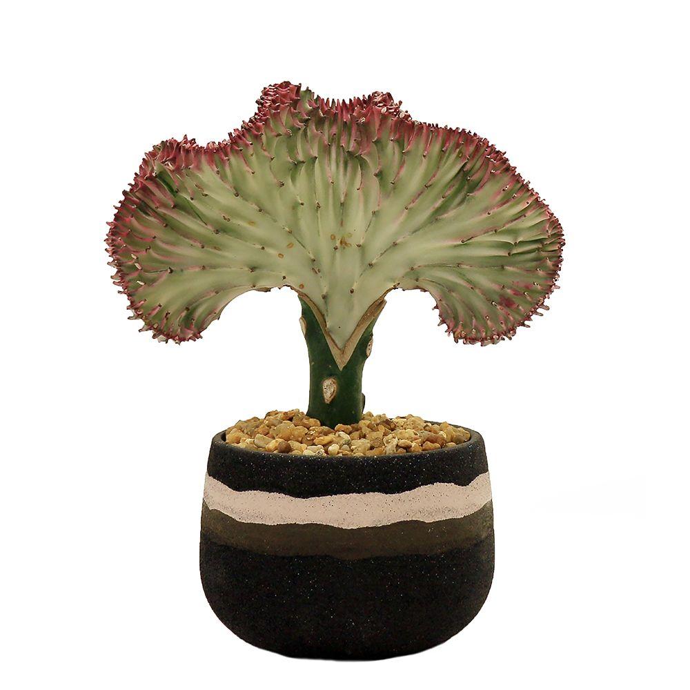 Delray Plants Coral Cactus in 4 in. Stripe Black Pot ...