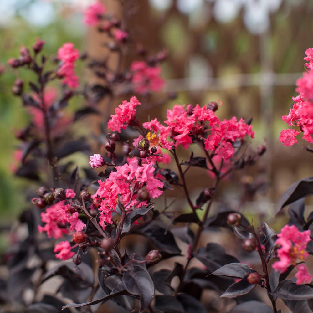 FIRST EDITIONS 1 Gal. First Editions Twilight Magic Crape Myrtle TreeCRMTMA01G The Home Depot