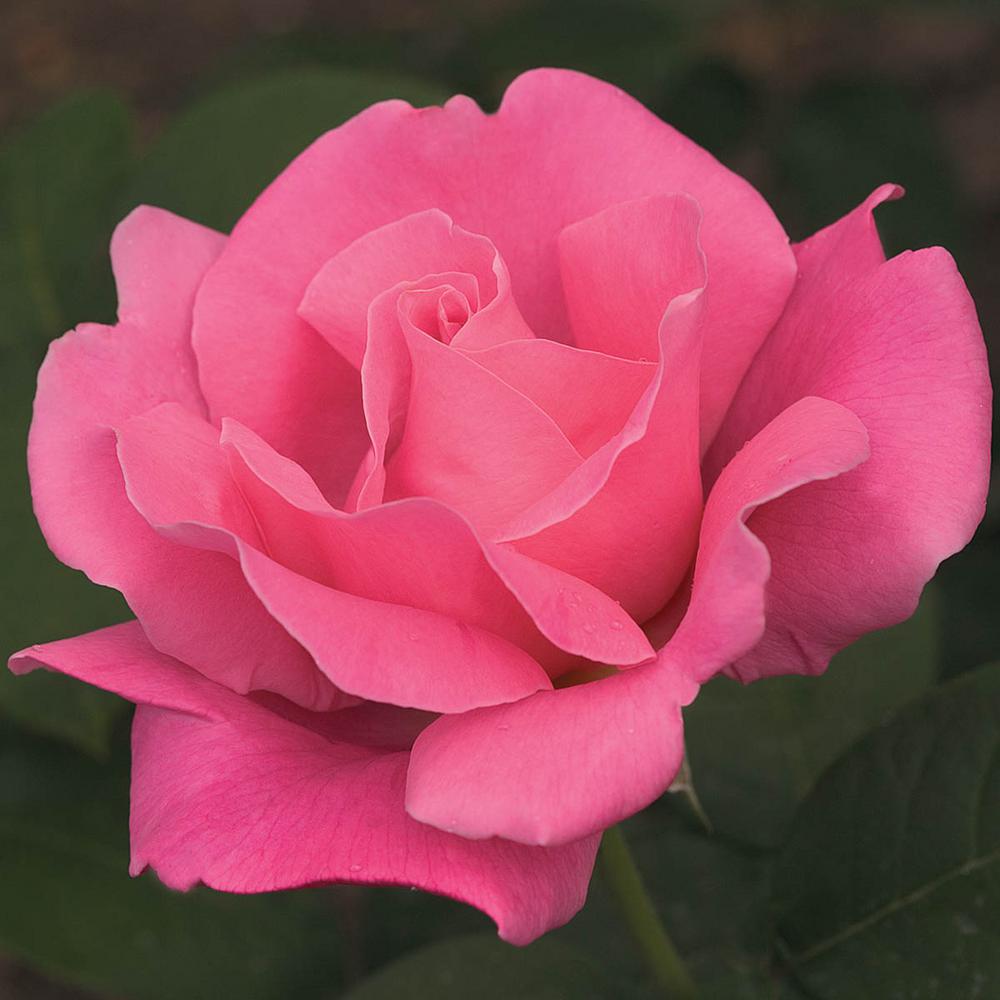 Spring Hill Nurseries Perfume Delight Hybrid Tea Rose Live Bareroot