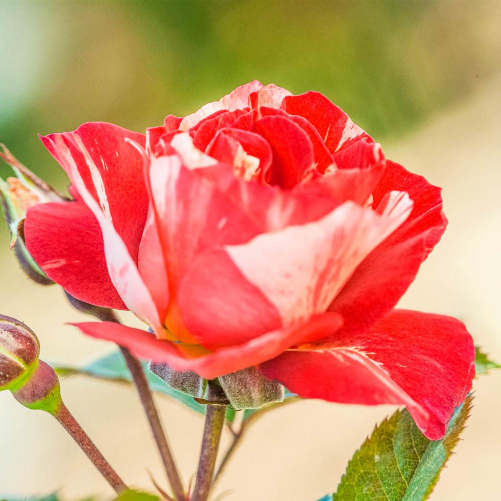 Spring Hill Nurseries Tropical Lightning Climbing Rose, Live Bareroot