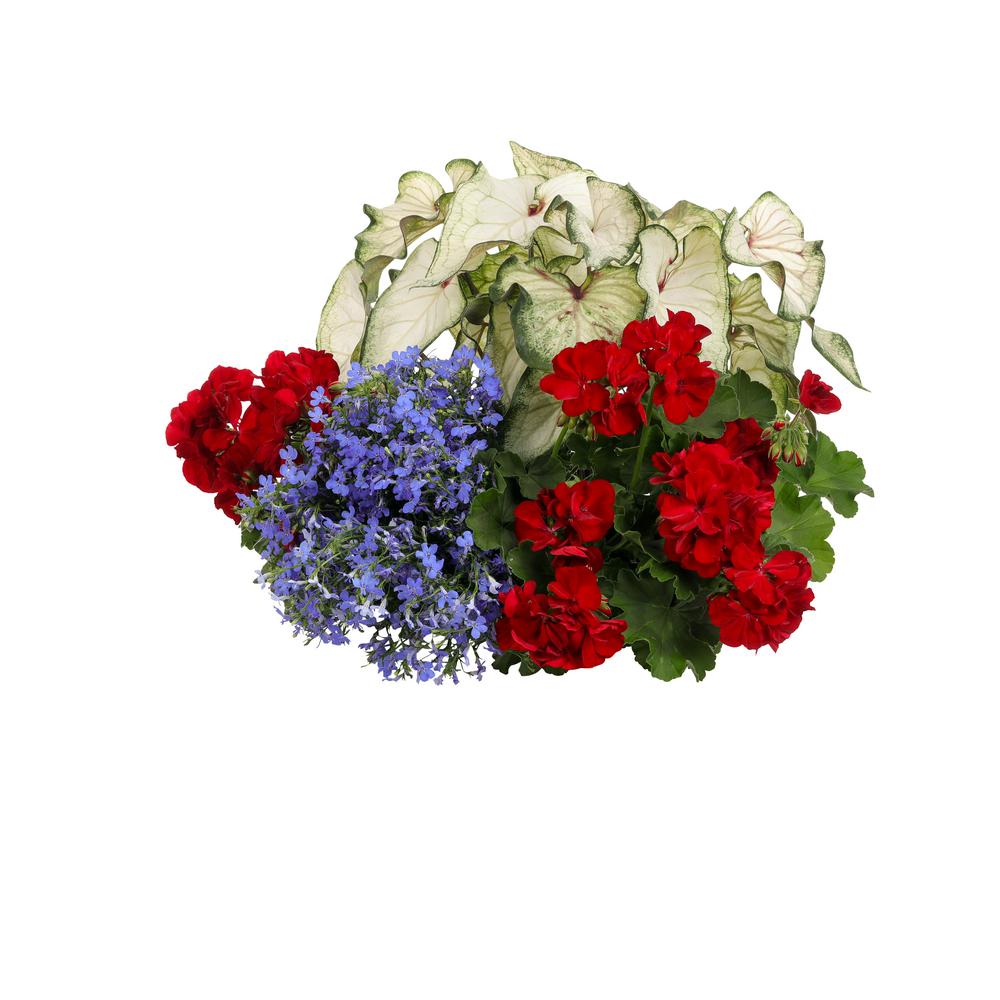 Red White And Blue Flowers For Hanging Baskets / 1.5-Gallon Multicolor ...