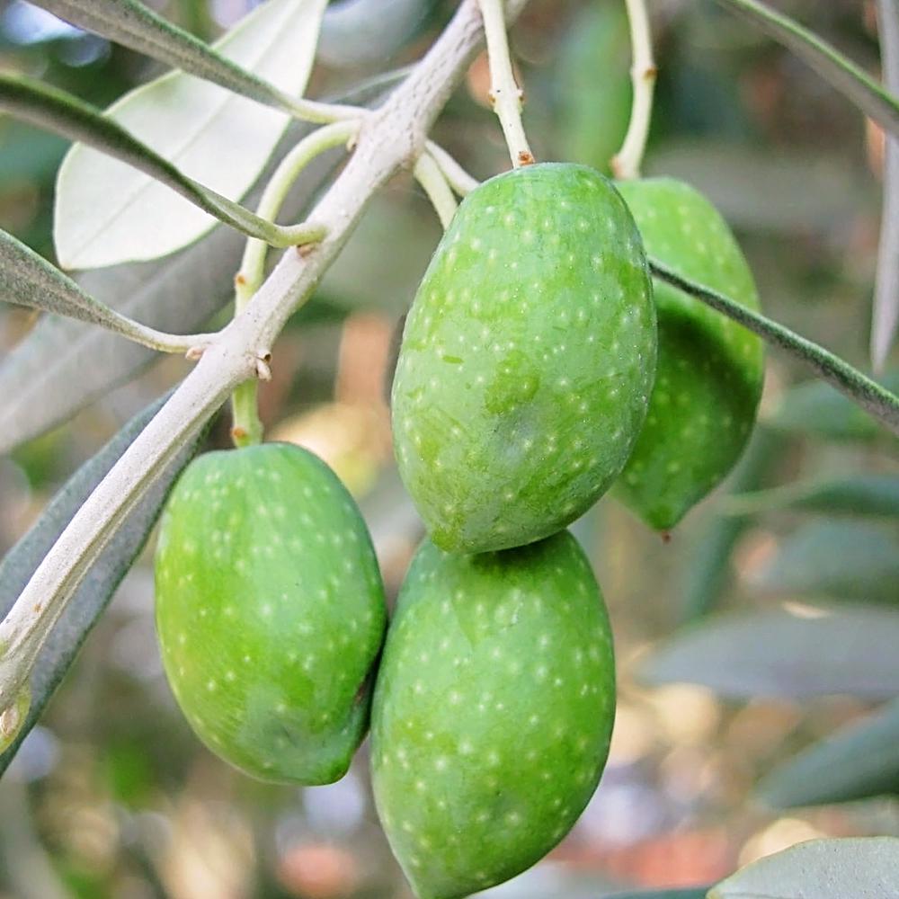 Arbosana Olive Tree Oliars08b The Home Depot Arbosana Olive Tree