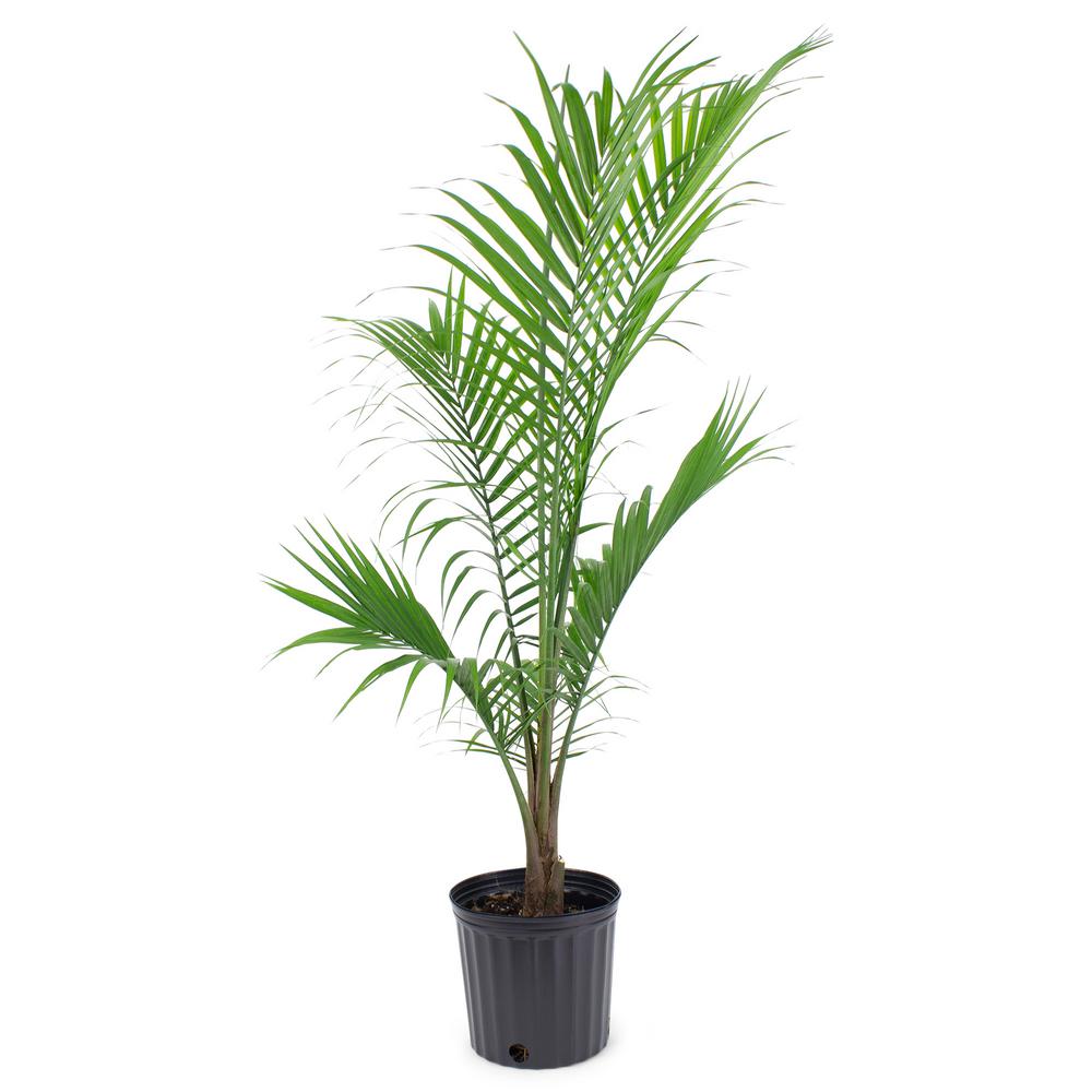 Pure Beauty Farms 1.9 Gal. Majesty Palm Plant in 9.25 in. Grower's Pot ...