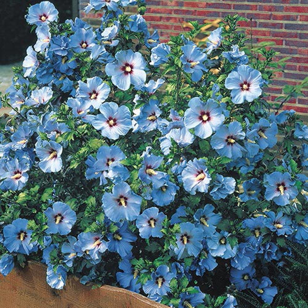 Spring Hill Nurseries 4 In Pot Bluebird Rose Of Sharon Althea Bluebird Rose Of Sharon
