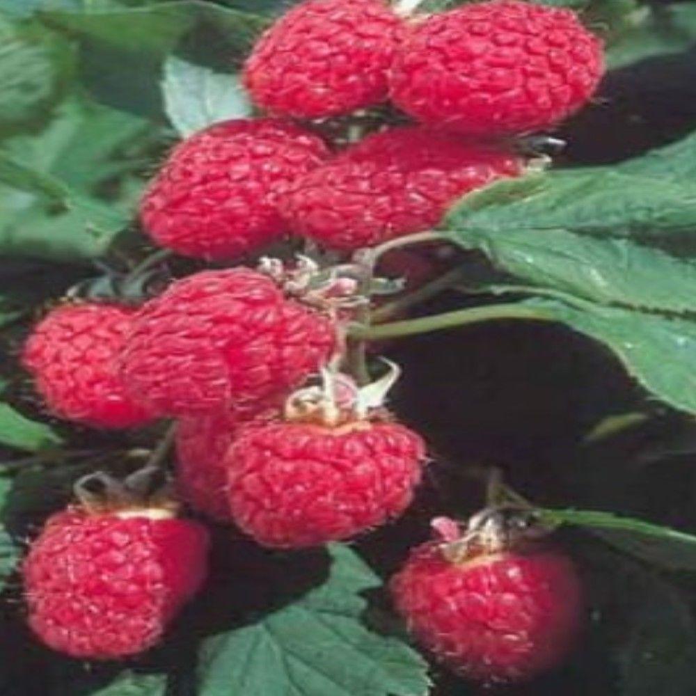 OnlinePlantCenter 1 gal. Heritage Red Raspberry Edible Fruit Bearing