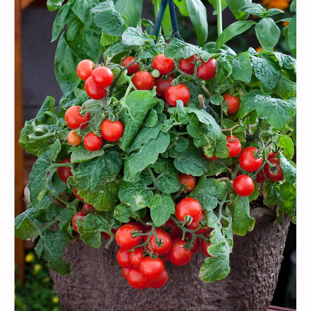 Bonnie Plants 19 3 Oz Tomato Redrobin 0292 The Home Depot