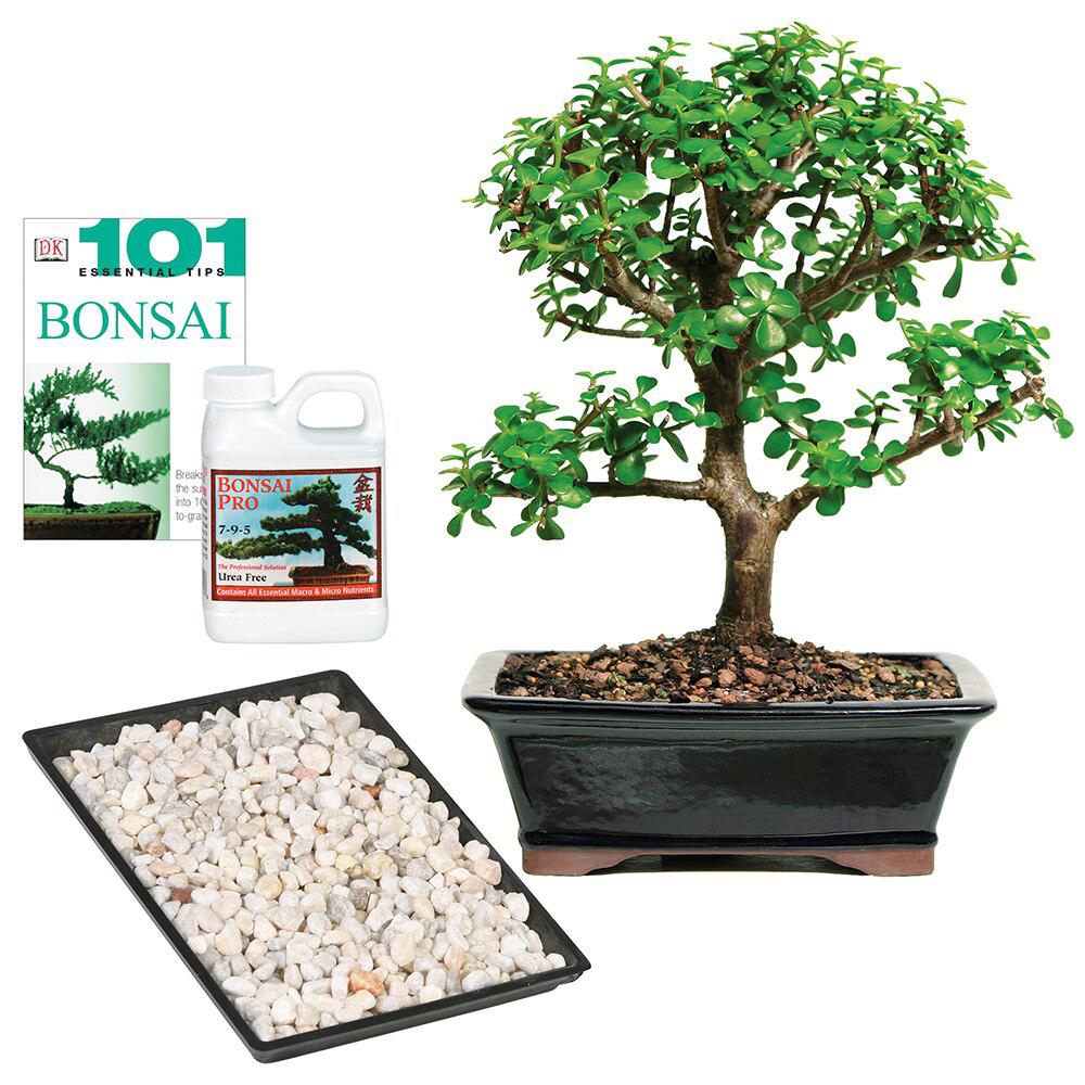 Brussel�s Bonsai Dwarf JadeDT6027DJCG The Home Depot
