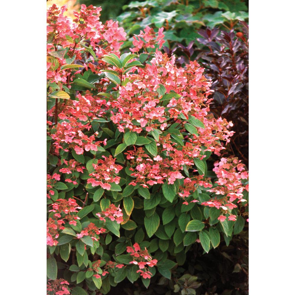 UPC 738793109562 product image for PROVEN WINNERS 1 Gal. Quick Fire Hardy Hydrangea (Paniculata) Live Shrub, White  | upcitemdb.com