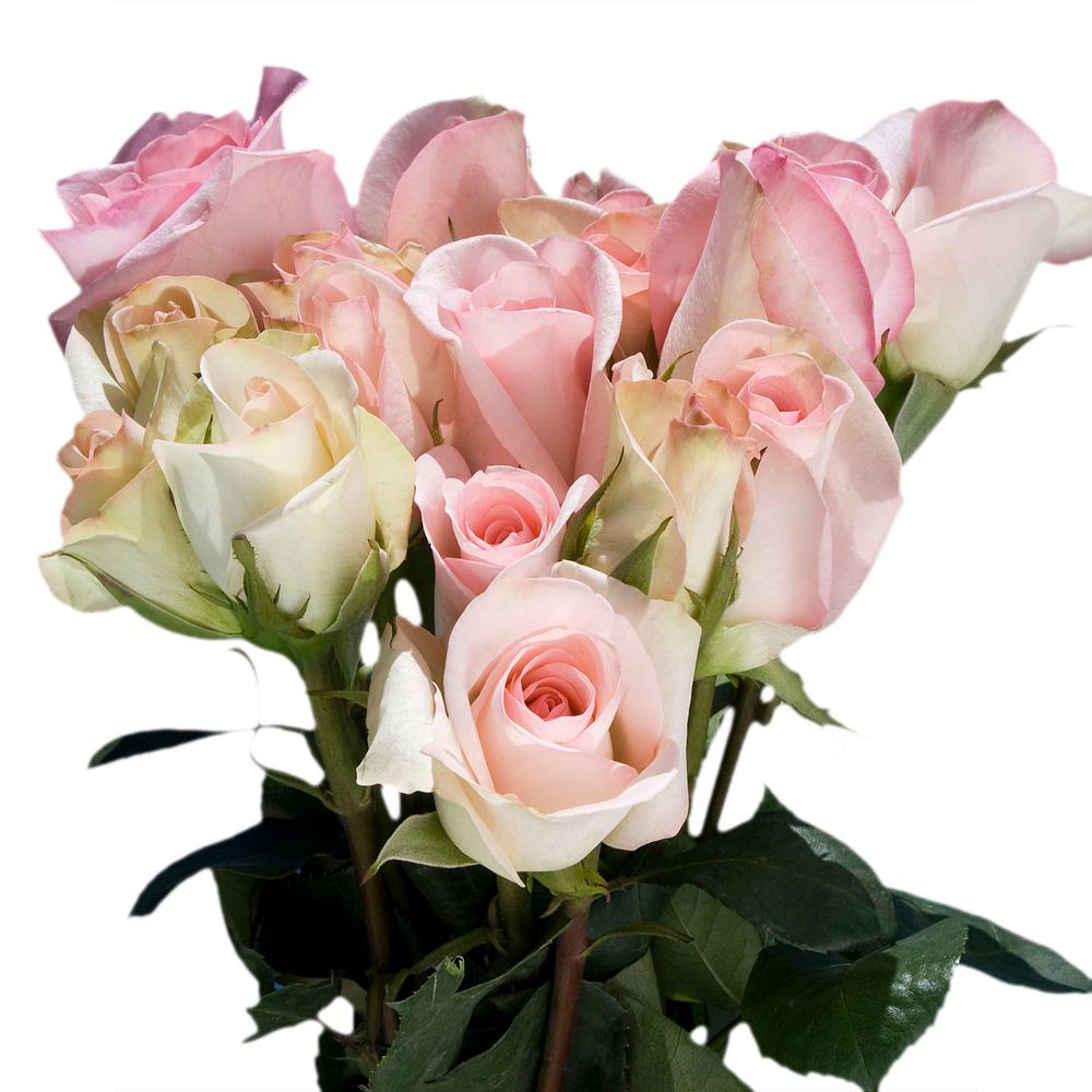 Globalrose Fresh Pastel Pink Color Roses (250 Stems)lightorlando250