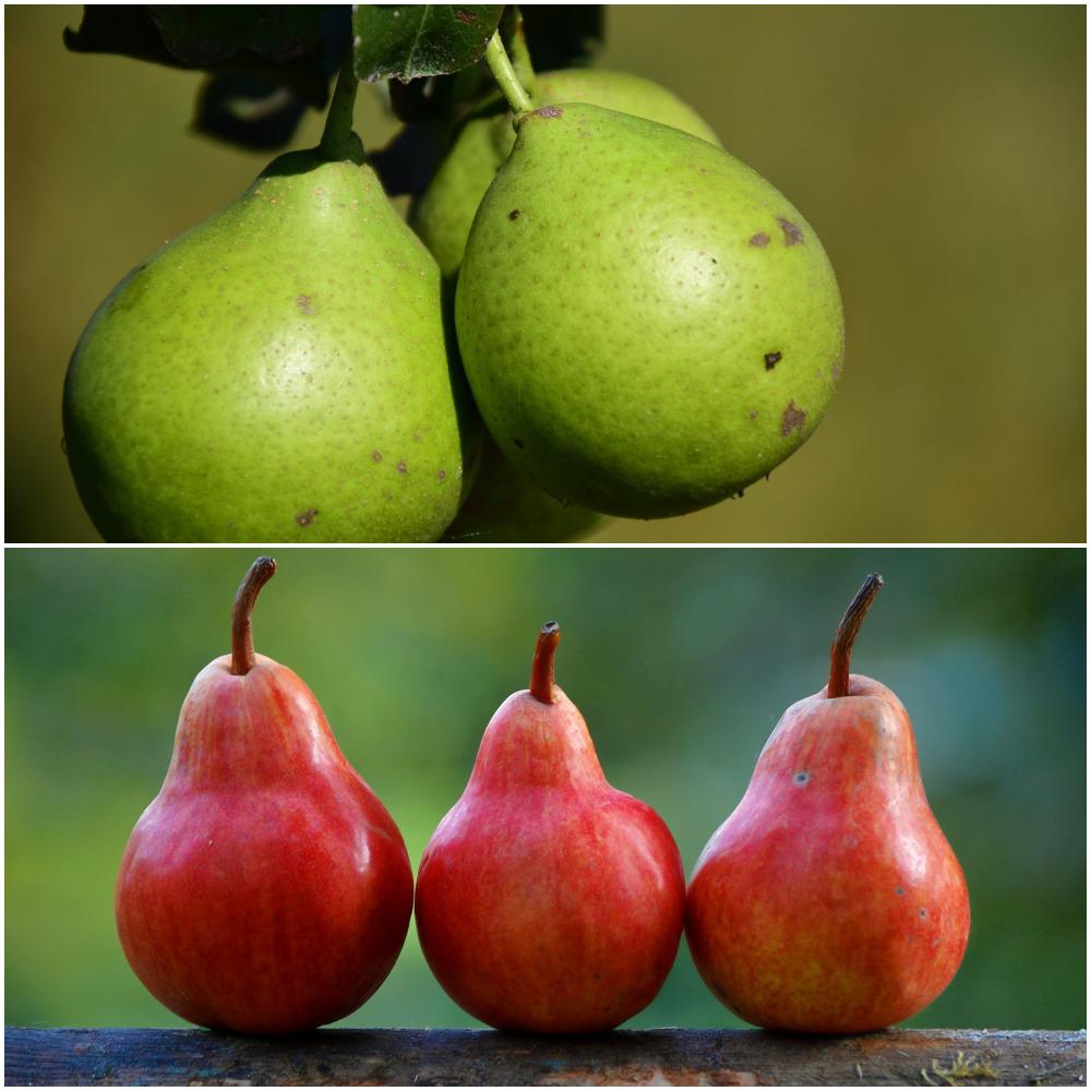 Pear Tree Fruit Trees Plants Edible Garden The Home Depot Double Pear Twist Tree