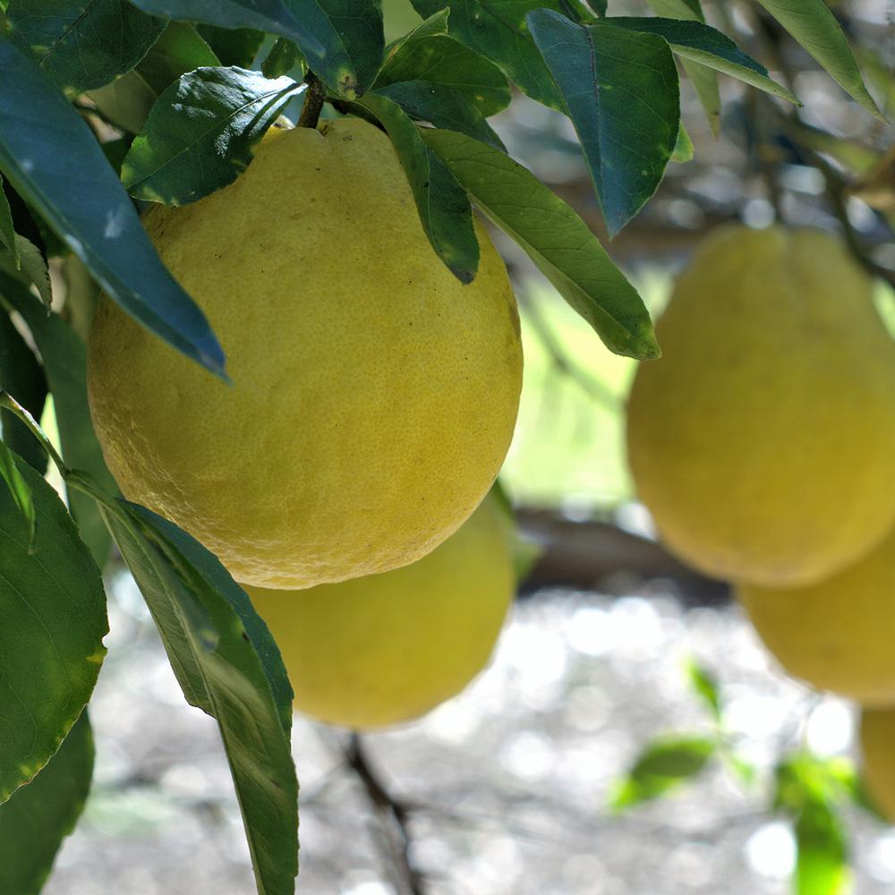 Van Zyverden Lemon Citrus Tree Eureka 1 Plant 83904 The Home Depot - Lemon Patio Tree Van Zyverden Van Zyverden Lemon Citrus Tree Eureka 1 Plant 83904 The Home Depot - Lemon Patio Tree Van Zyverden