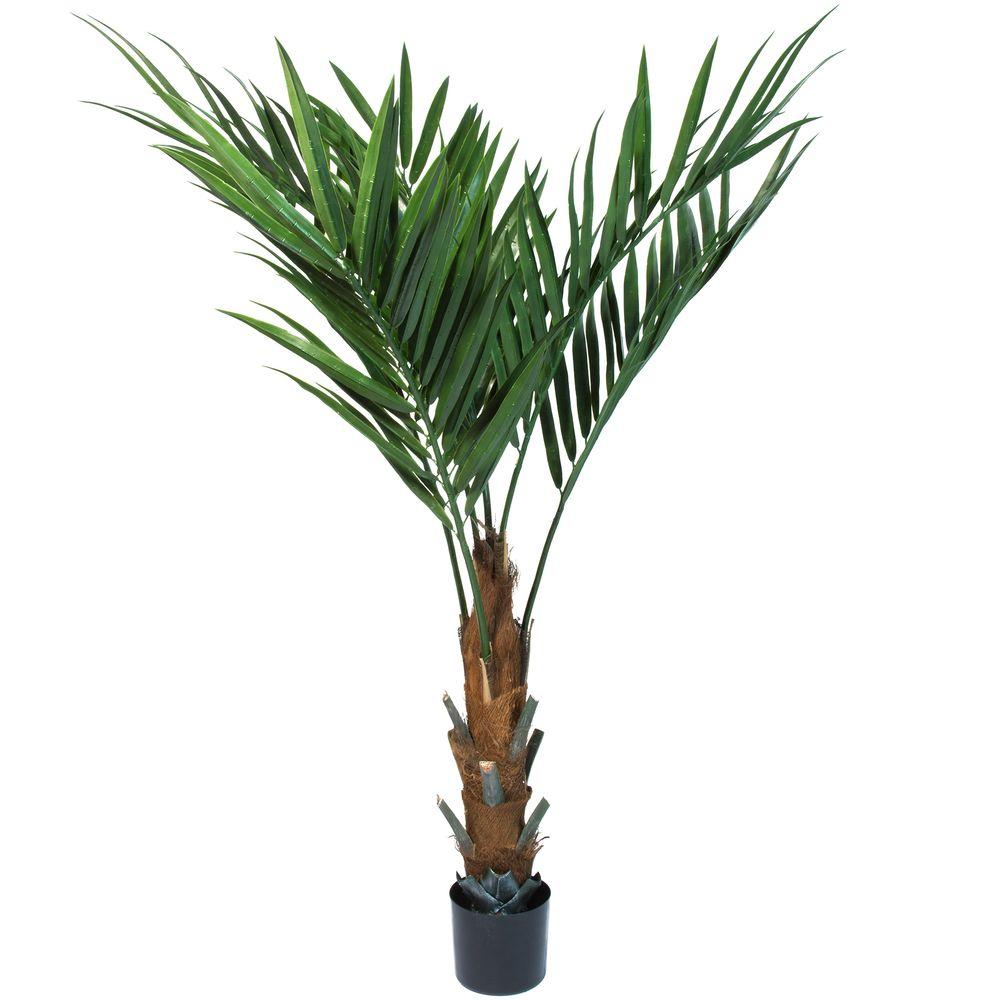 Abbott Palms - Palms