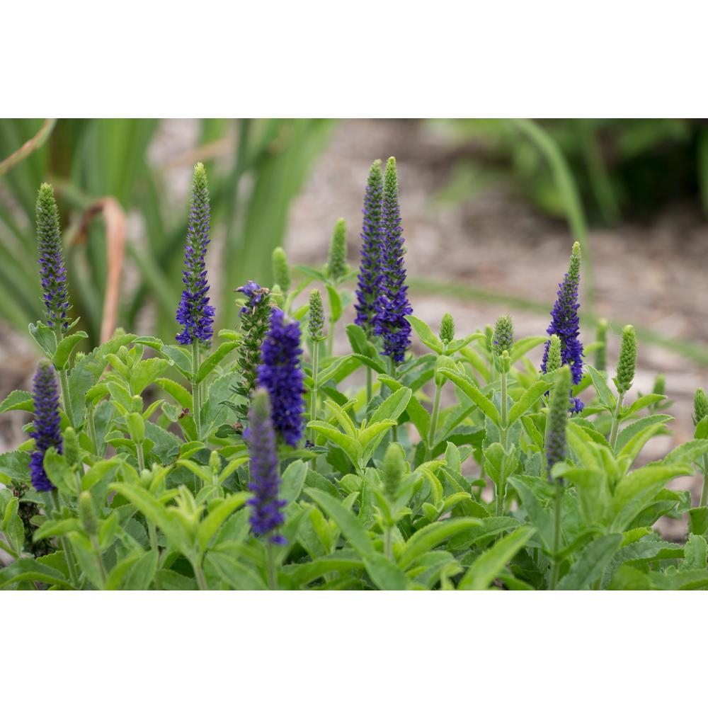 Proven Winners Magic Show Enchanted Indigo Spike Speedwell (Veronica
