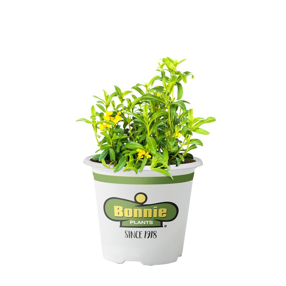 UPC 715339012432 product image for Bonnie Plants 19.3 oz. Mexican Tarragon Plant | upcitemdb.com