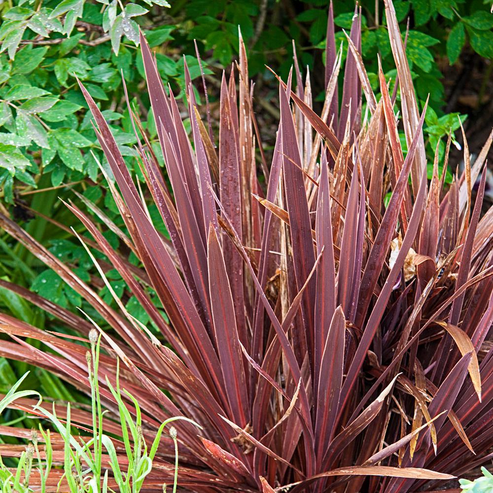 Spring Hill Nurseries 2 50 Qt Pot Red Sensation Cordyline Live Spring Hill Nurseries 2 50 Qt Pot Red Sensation Cordyline Live Tropical Plant