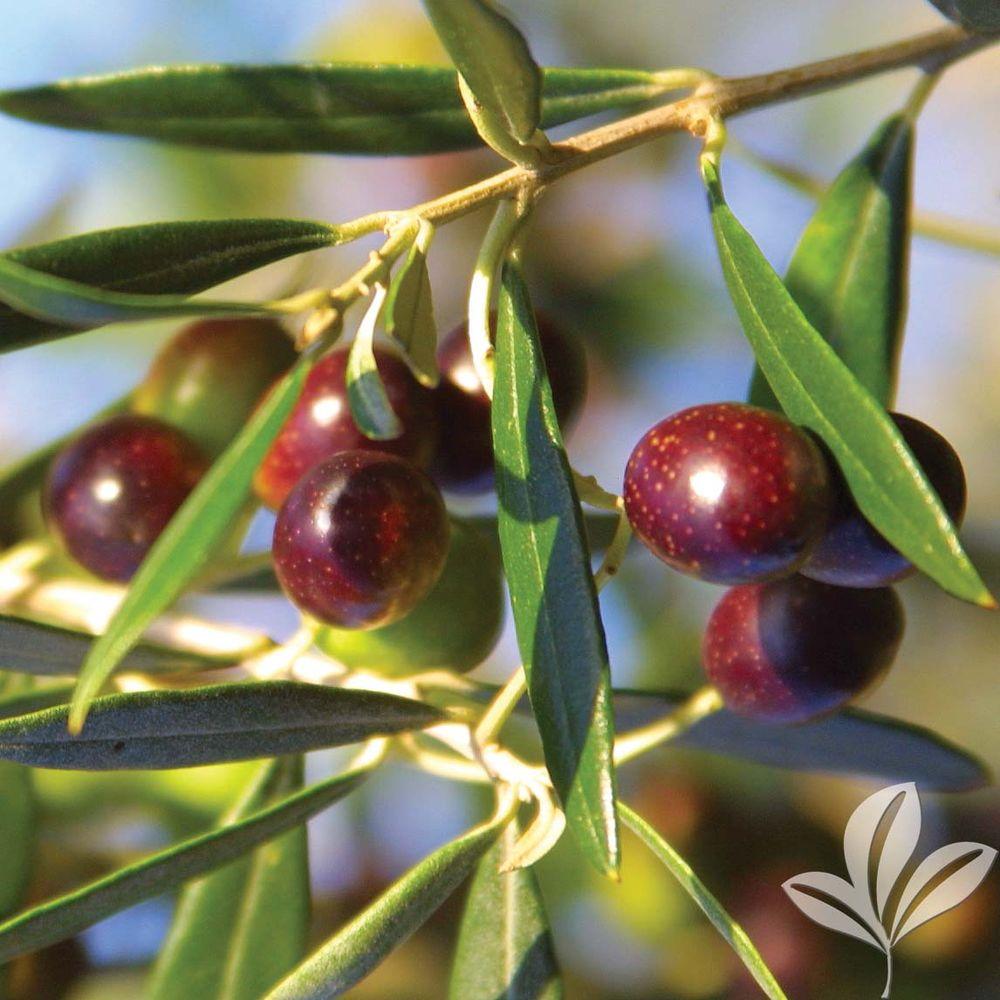 Fruit Trees & Plants Edible Garden The Home Depot