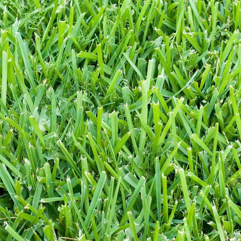 Harmony 500 Sq Ft St Augustine Sod 1 Pallet HH500SA1 The Home Depot