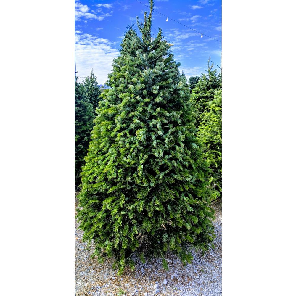 Online Orchards 4 ft. to 5 ft. Freshly Cut Nordmann Fir Live Christmas Tree (Real, Natural