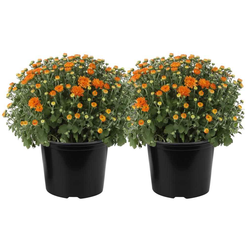 3 Qt. Ready to Bloom Fall Mums Chrysanthemum (2-Pack), Orange