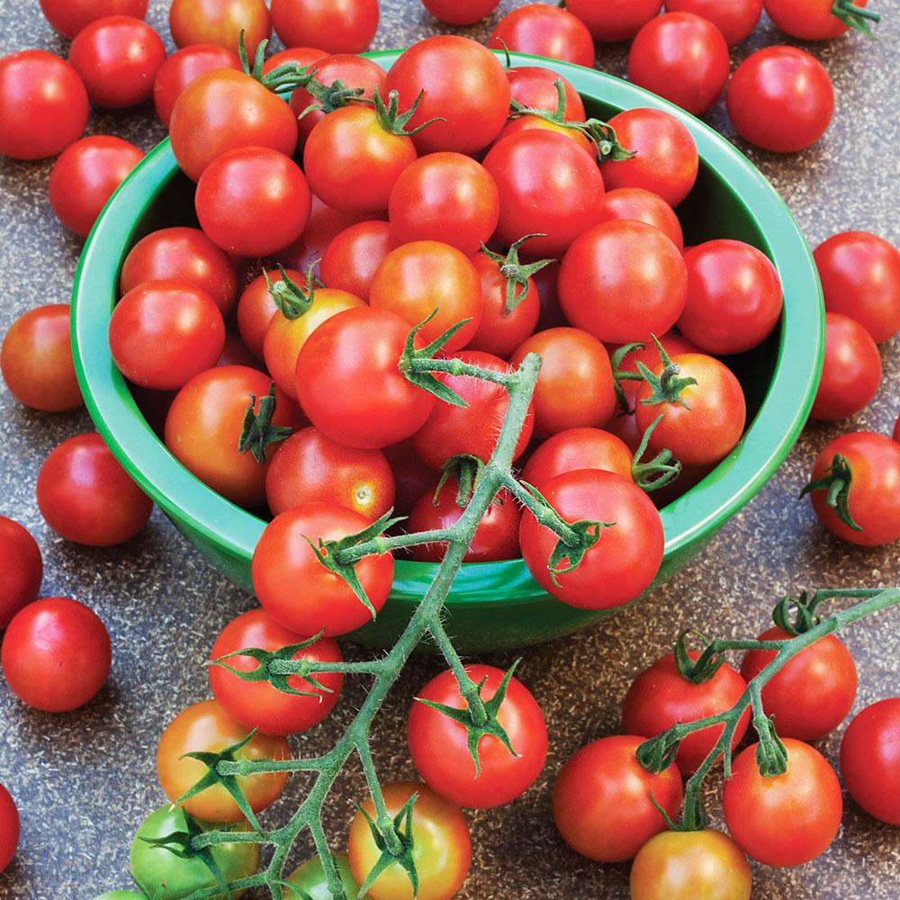 Bonnie Plants 19.3 oz. Super Sweet 100 Tomato Plant0208