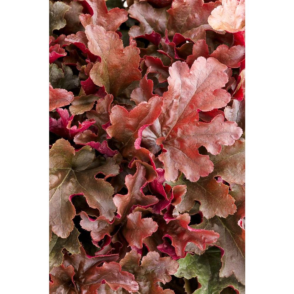 White Perennials Garden Plants Flowers The Home Depot Dolce