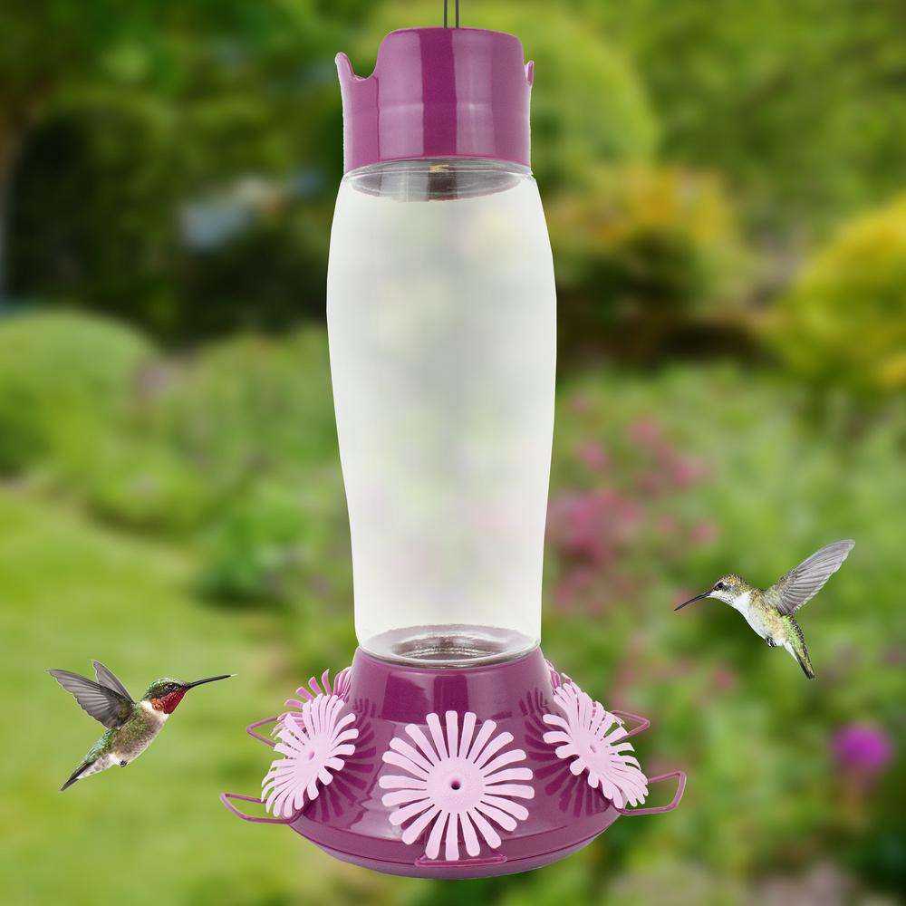 hummingbird pet