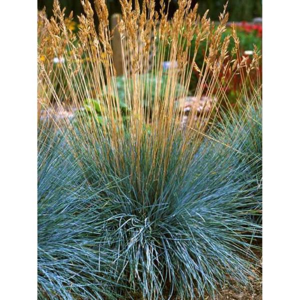 Online Orchards 1 Gal Elijah Blue Fescue Grass Icy Blue Ornamental Grass Adds Gorgeous Color To Any Landscape Gror003 The Home Depot