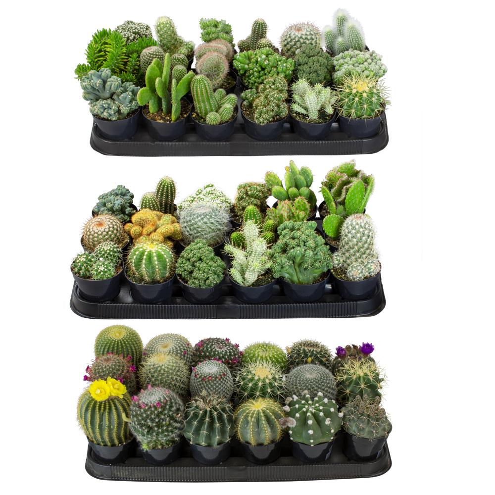 Altman Plants  9 cm Cactus Plant  Collection 54 Pack 