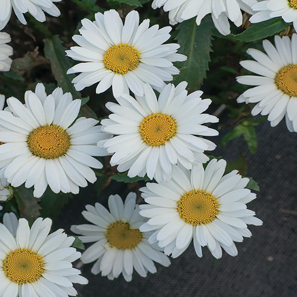 1 White Mountain White and Cream Shasta Daisy Plant58515 The Home Depot