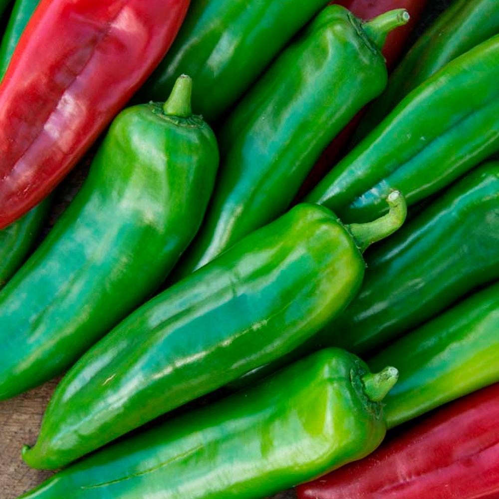 Gurney�s 2 in. Pot Hot Pepper Anaheim 118 Hybrid Vegetable