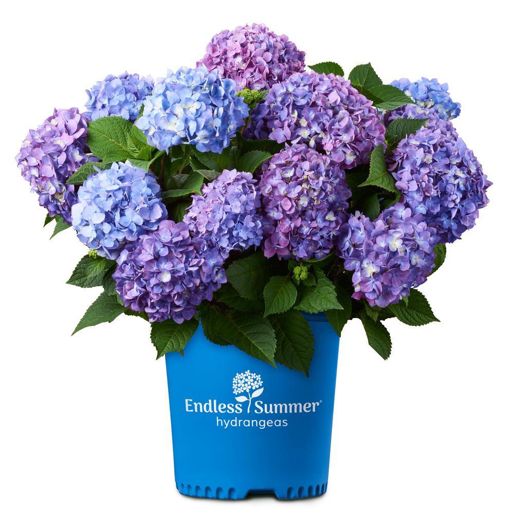 Endless Summer 1 Gal. Bloomstruck Hydrangea Plant with Pink and Purple Flowers