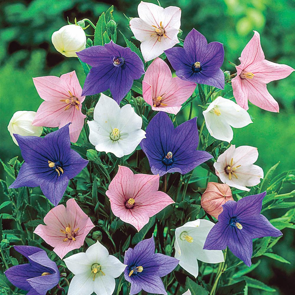 ผลการค้นหารูปภาพสำหรับ Balloon Flower