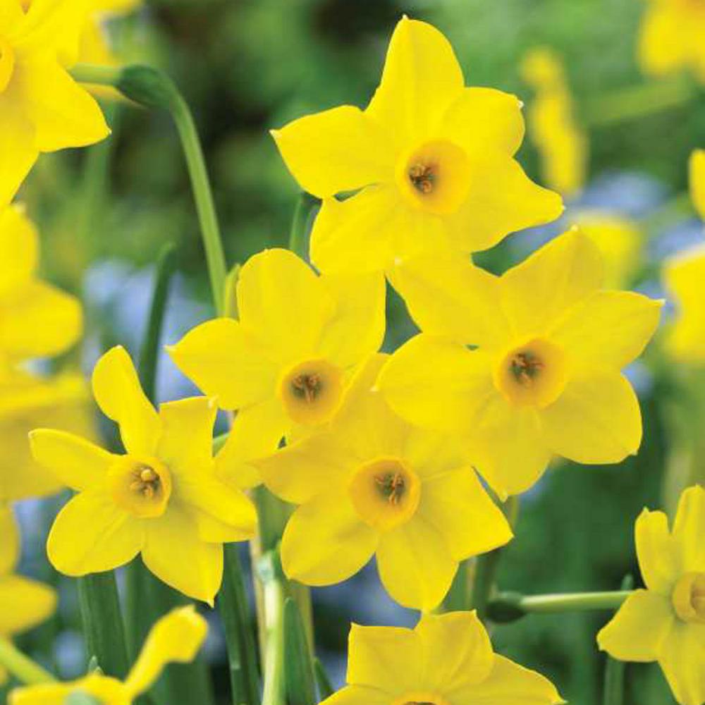 Daffodil Flower Bulbs Garden Plants Flowers The Home Depot Jonquil Quail Fraga Daffodil Narcissus Bulbs 25 Pack